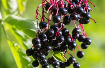 Why elderberry syrup is the best syrup for Winter